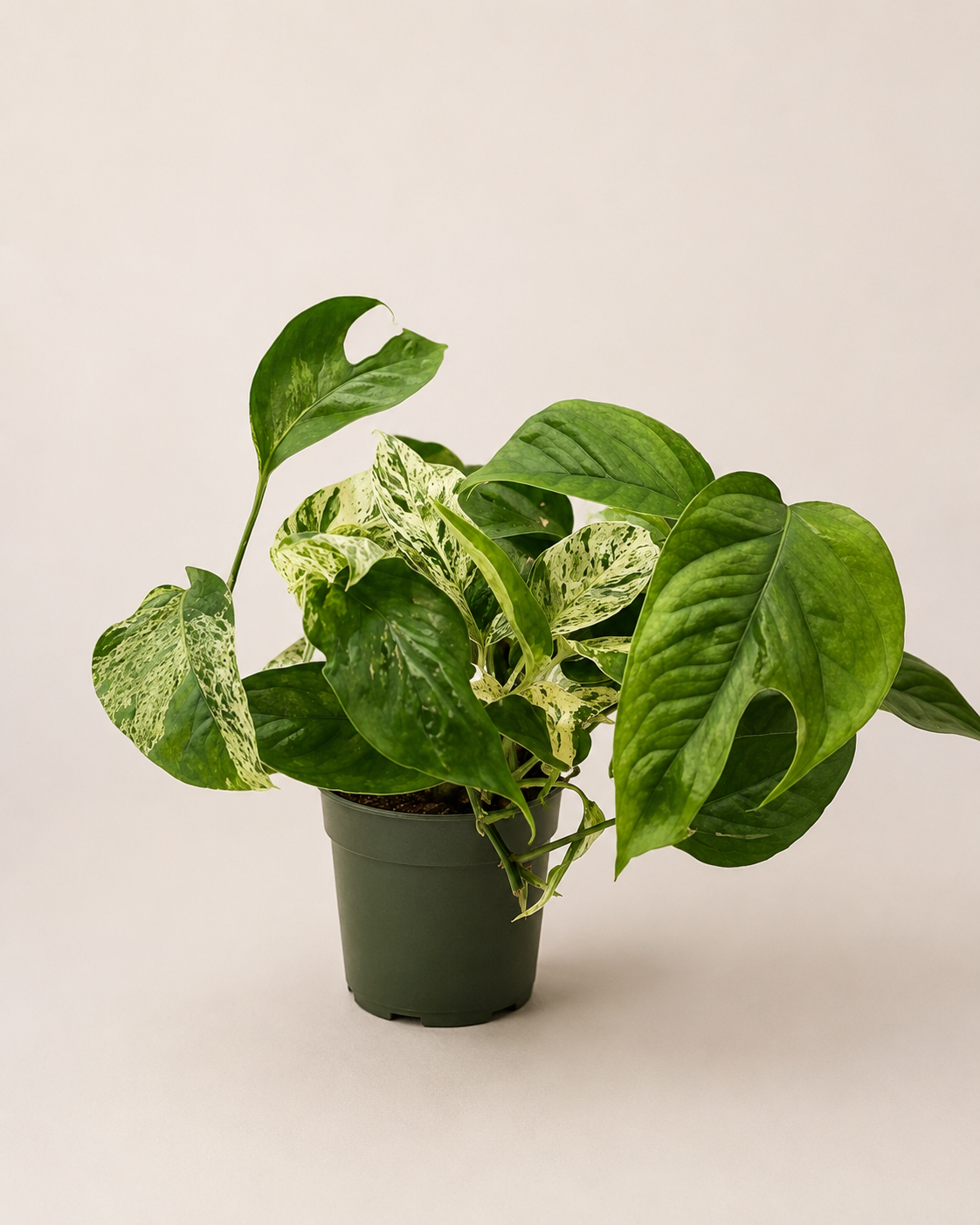 Epipremnum Marble Variegata - pot de 12 cm