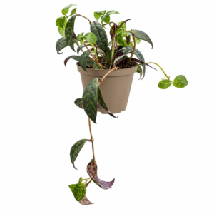 Hoya Black - pot de 12 cm