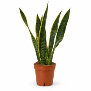Sanseviera - pot de 12 cm