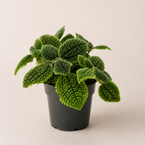 Pilea Moon Valley: Pot de 14 cm