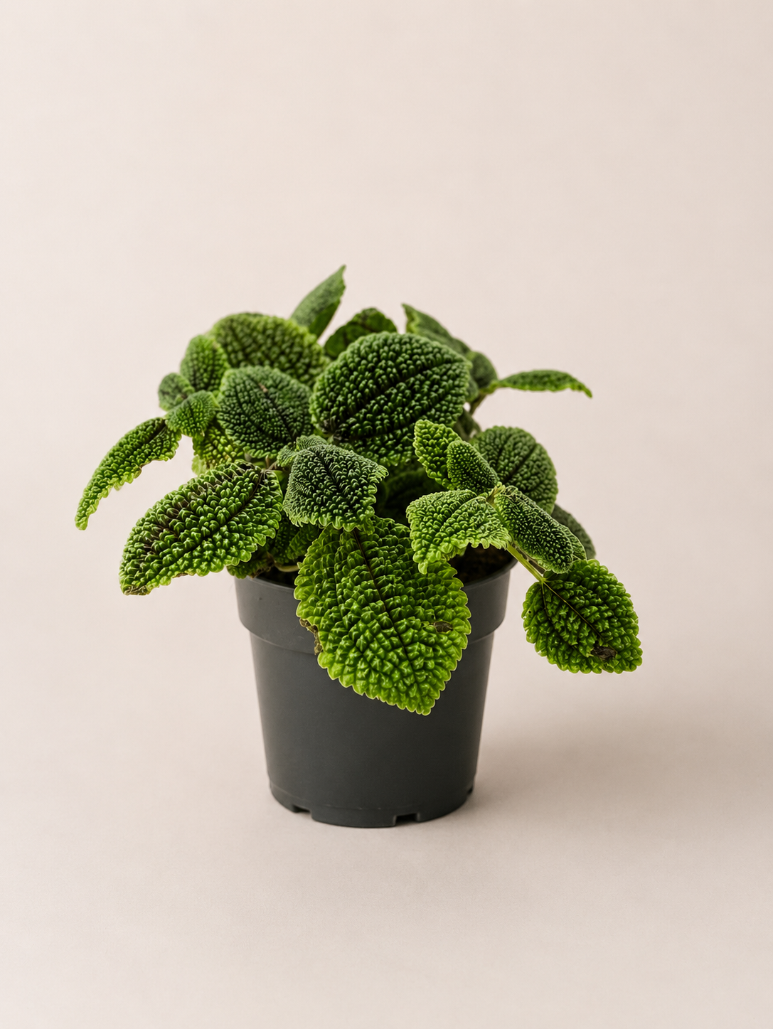 Pilea Moon Valley: Pot de 14 cm