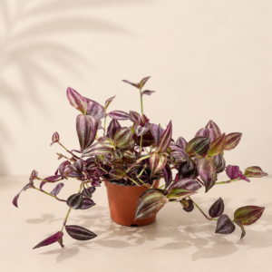 Tradescantia Purple - pot de 12 cm