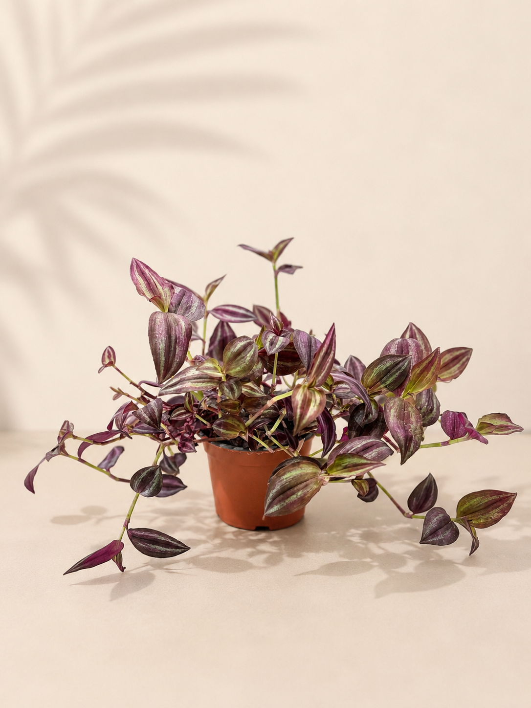 Tradescantia Purple - pot de 12 cm