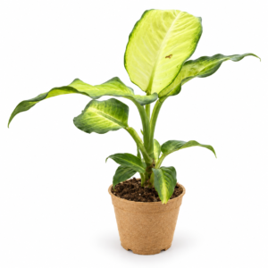 Dieffenbachia Yellow - pot de 11 cm