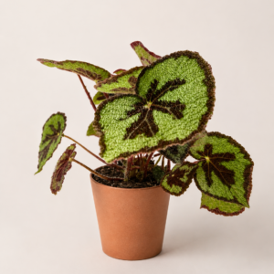Begonia Masoniana Mountain - pot de 14 cm