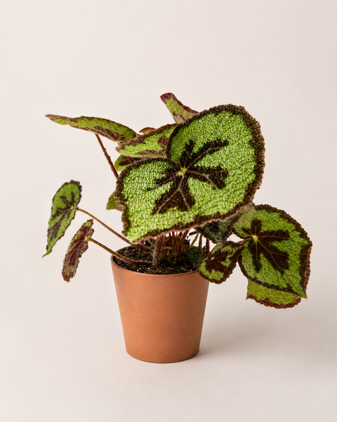 Begonia Masoniana Mountain - pot de 14 cm