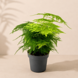 Asparagus - pot de 12 cm