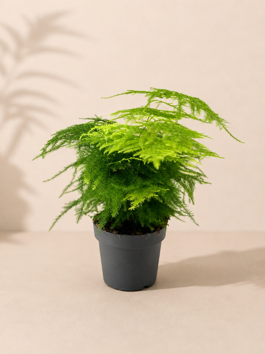 Asparagus - pot de 12 cm