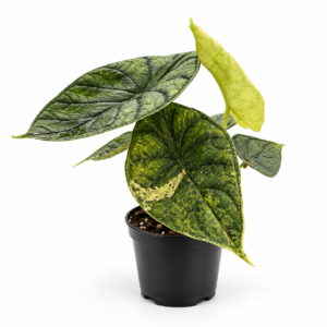 Alocasia Dragon Scale Mint - pot de 11 cm