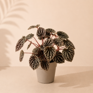 Peperomia Carpeta Rosso - pot de 12 cm