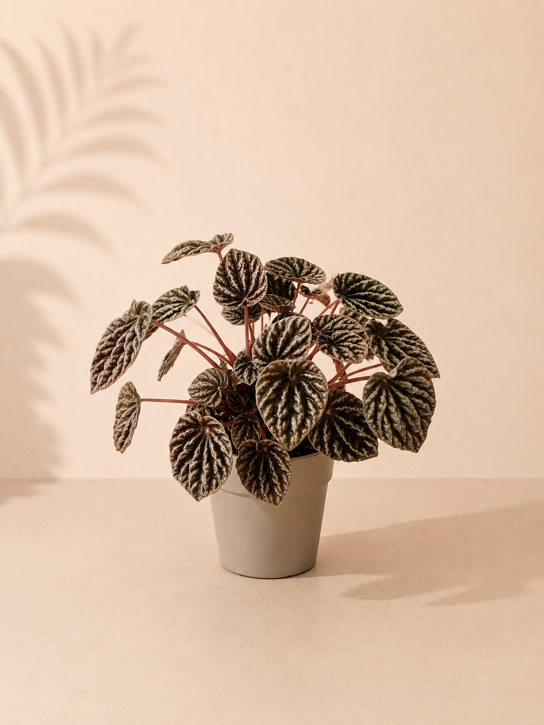 Peperomia Carpeta Rosso - pot de 12 cm