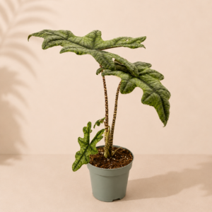 Alocasia Jacklyn - pot de 12 cm