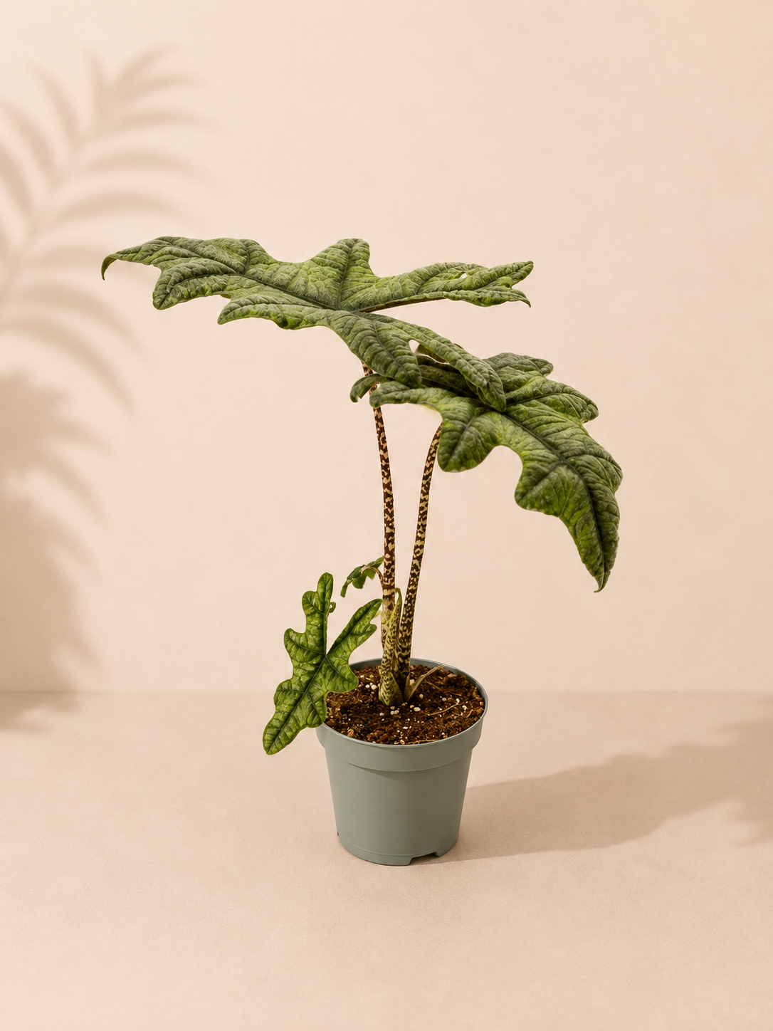 Alocasia Jacklyn - pot de 12 cm