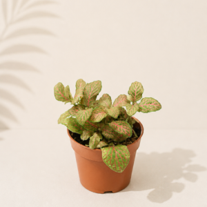 Fittonia Skeleton: pot de 8,5 cm