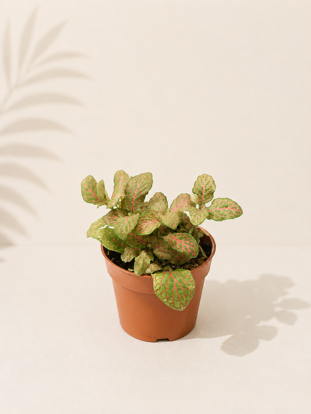 Fittonia Skeleton: pot de 8,5 cm