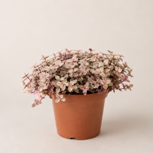 Tradescantia Flum. - pot de 13 cm