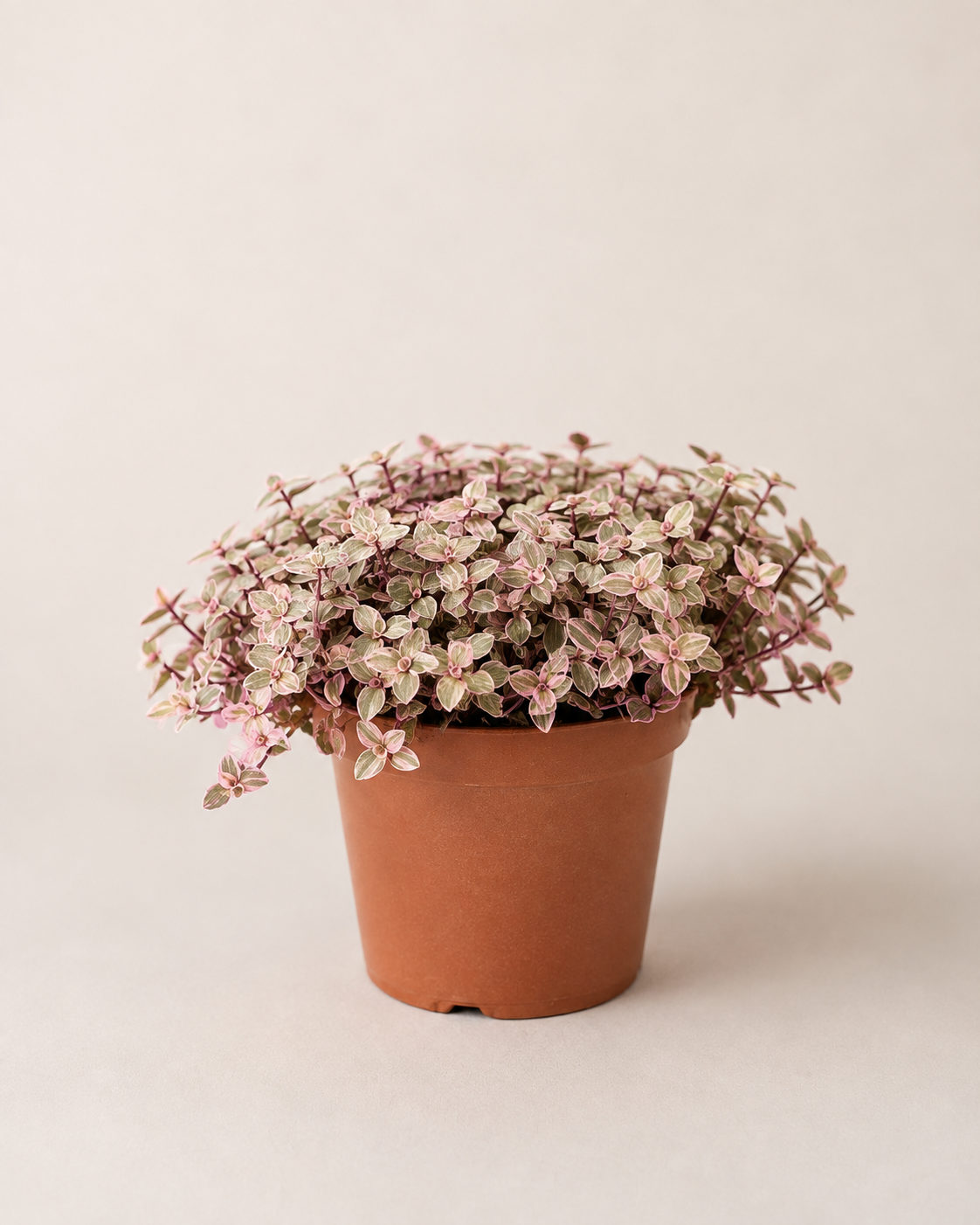 Tradescantia Flum. - pot de 13 cm