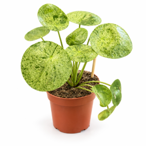 Pilea Peperomioides Mojito - pot de 12 cm