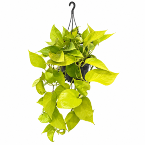 Epipremnum Neon ( Potos) - pot de 15 cm