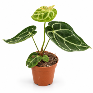 Anthurium Crystallinum - pot de 12 cm