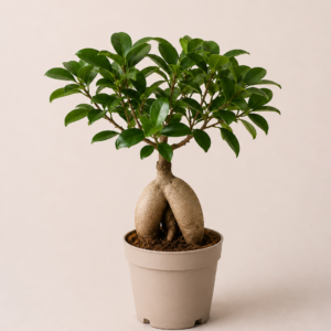 Ficus Microcarpa - Bonsaï - pot de 12 cm