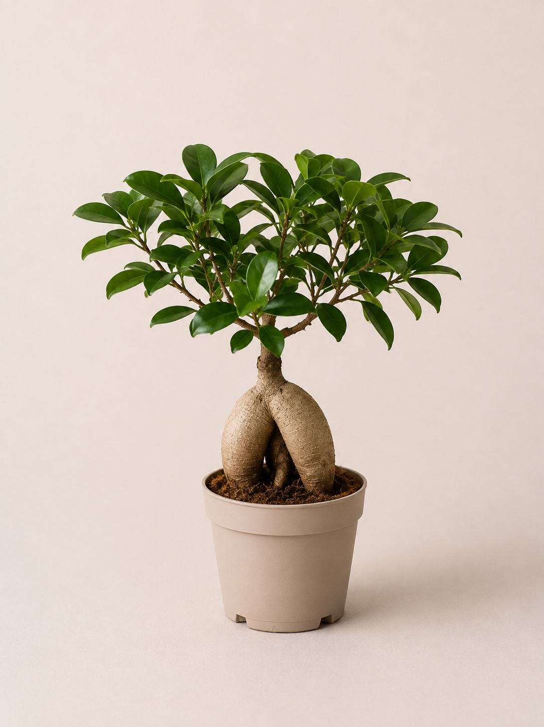 Ficus Microcarpa - Bonsaï - pot de 12 cm
