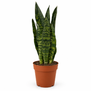 Sanseviera Zebrina - pot de 12 cm