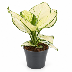 Aglaonema White Joy - pot de 12 cm