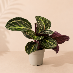 Calathea Ros. Var. Illustris - pot de 12 cm