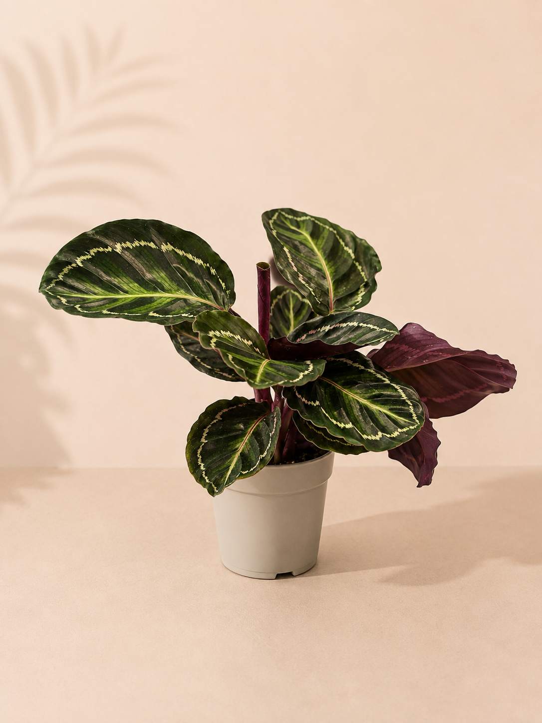 Calathea Ros. Var. Illustris - pot de 12 cm