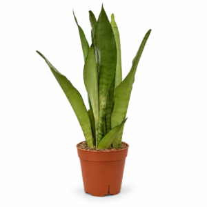 Sanseviera Verte Claire - pot de 12 cm