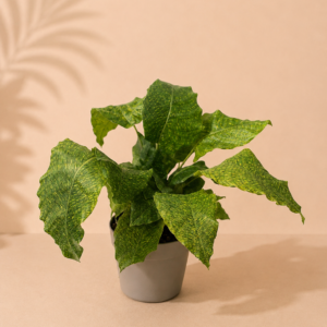 Calathea Network - pot de 12 cm