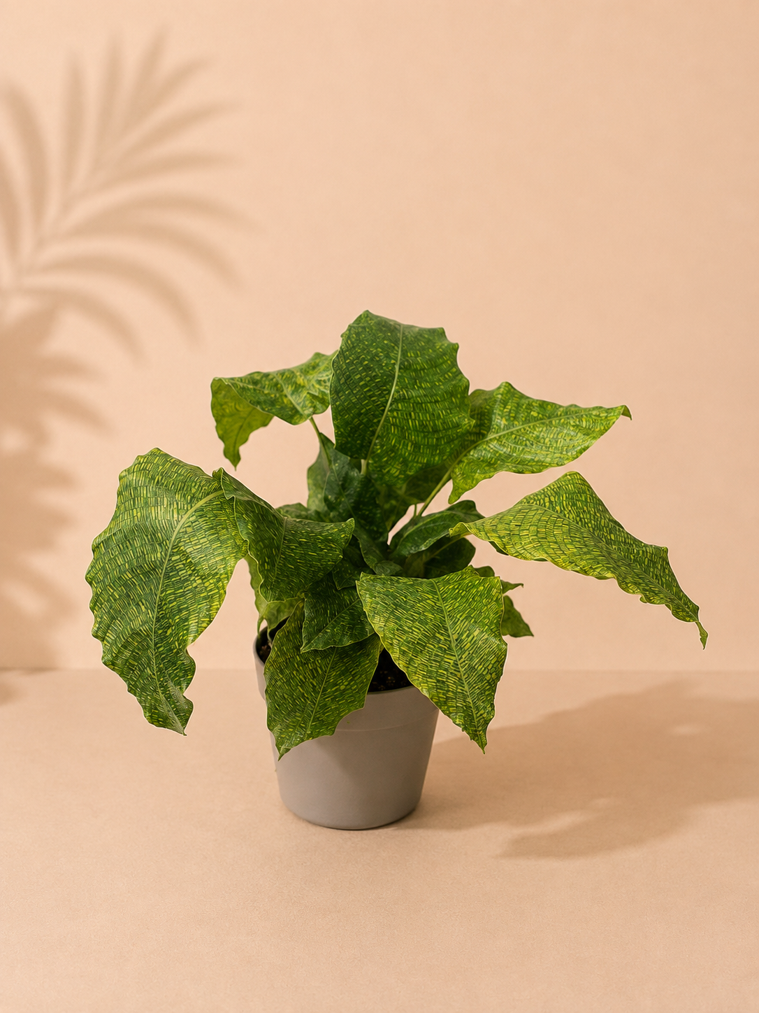 Calathea Network - pot de 12 cm