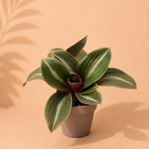 Tradescantia Siderais Fuscata - pot de 12 cm