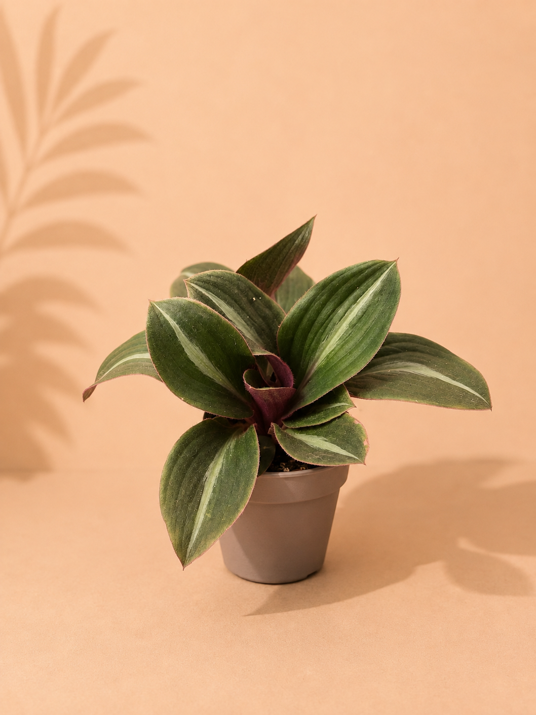 Tradescantia Siderais Fuscata - pot de 12 cm