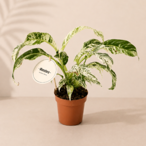 Monstera Variegata - pot de 12 cm