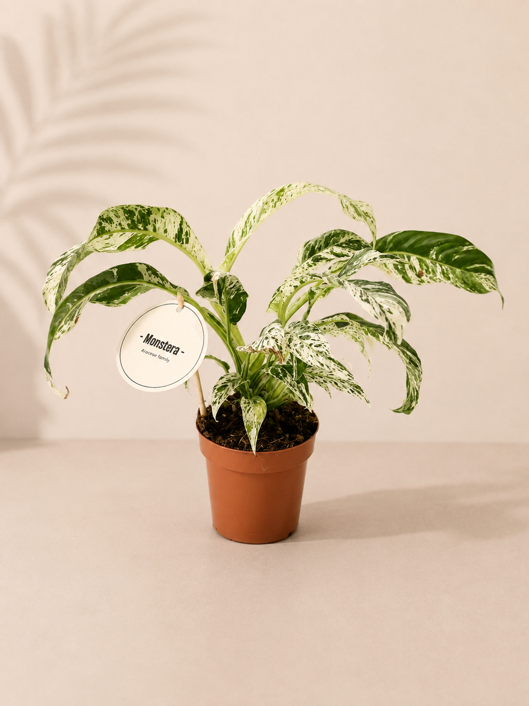 Monstera Variegata - pot de 12 cm