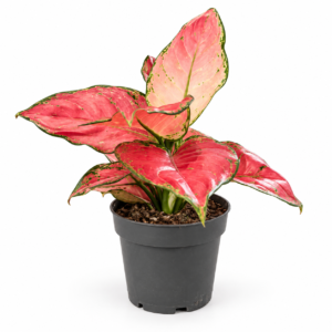 Aglaonema Cherry Red - pot de 12 cm