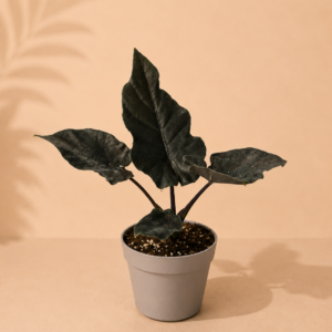 Alocasia Antoro Velvet - pot de 12 cm