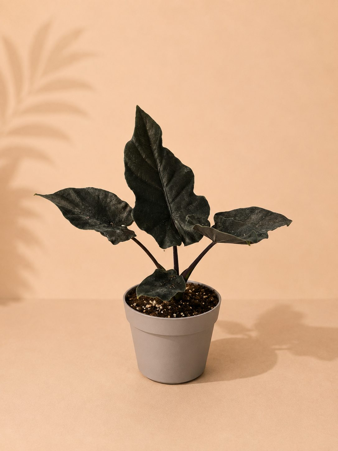 Alocasia Antoro Velvet - pot de 12 cm