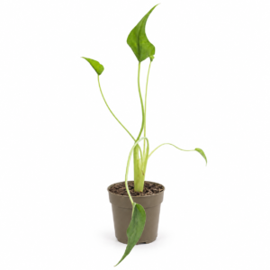 Alocasia - Tiny Dancer - pot de 12 cm