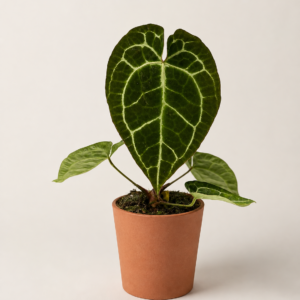 Anthurium Crystallinum - pot de 12 cm