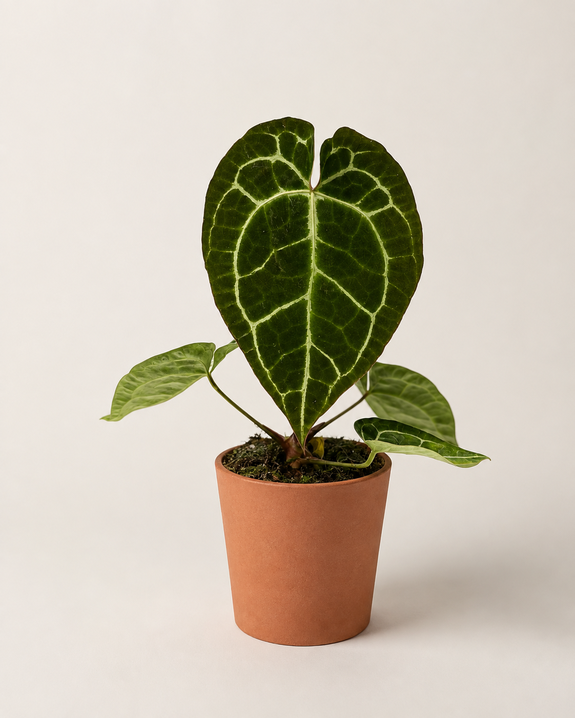 Anthurium Crystallinum - pot de 12 cm