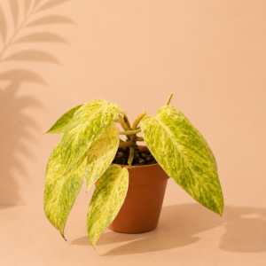 Philodendron Painted Lady - pot de 12 cm