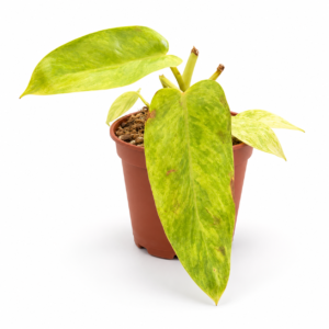 Philodendron Painted Lady - pot de 12 cm
