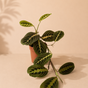Maranta Leuceuneura - pot de 12 cm