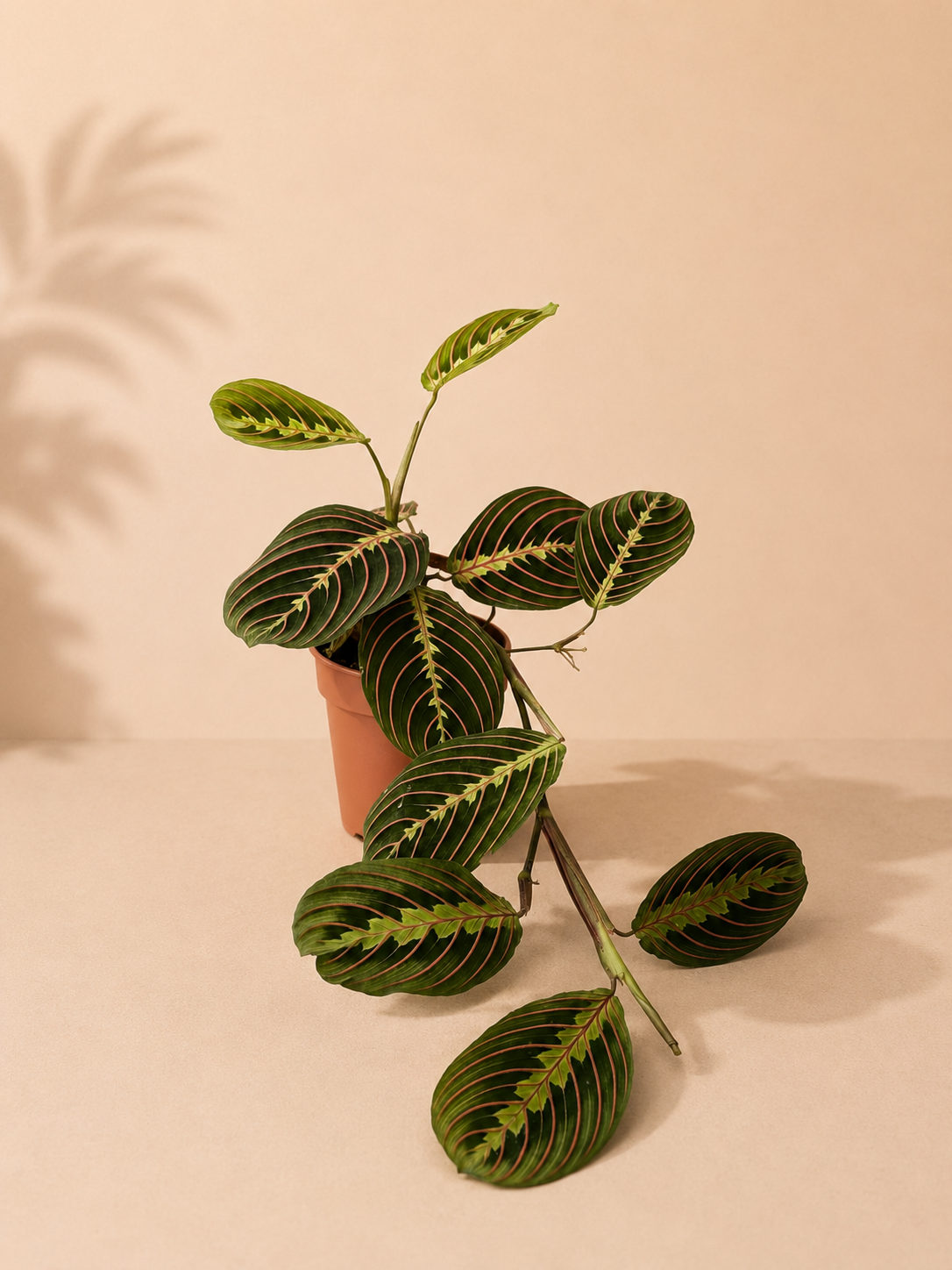 Maranta Leuceuneura - pot de 12 cm