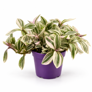 Tradescantia Nanouk - pot de 12 cm