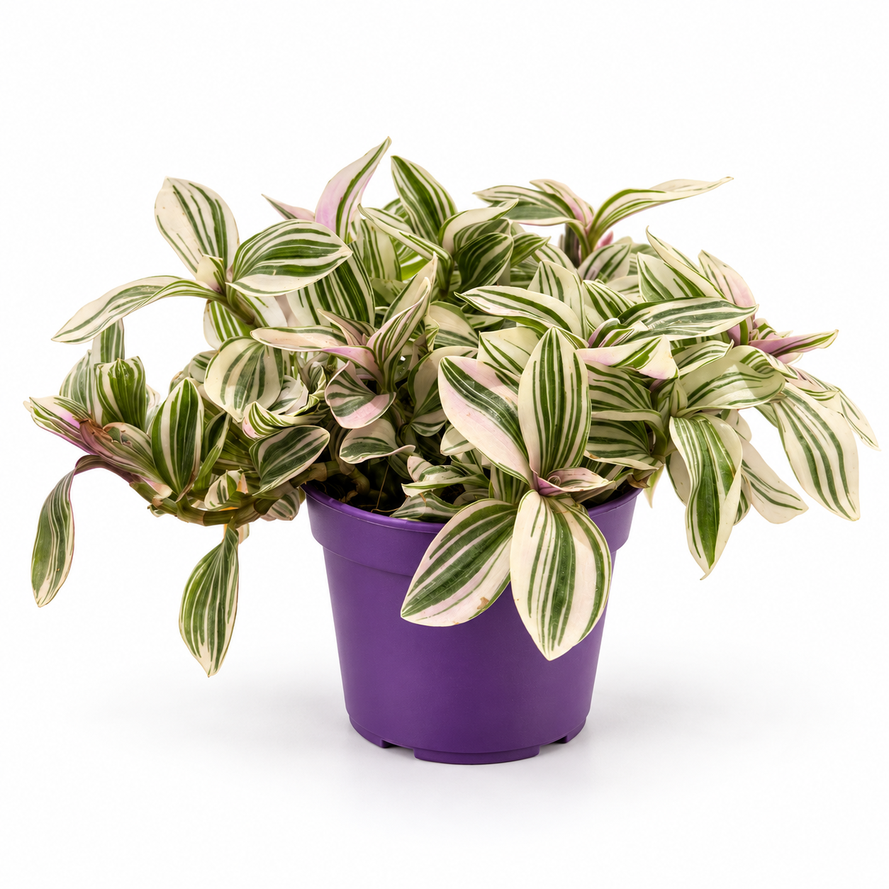 Tradescantia Nanouk - pot de 12 cm