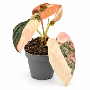 Philodendron Melanochrysum Variegata - pot de 12 cm